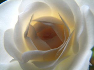 элегантность, цветок, роза, крупно, белый, лерестки, с подсветкой, освещенный