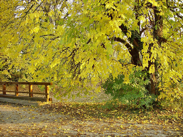 фото золотой осени, фото осеннего пейзажа, фото осеннего парка 
