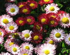 бесплатные фото цветов, free pictures of flowers, Bellis