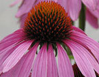 бесплатные фото цветов, free pictures of flowers, Echinacea