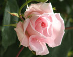 бесплатные фото цветов, free pictures of flowers, Rosa